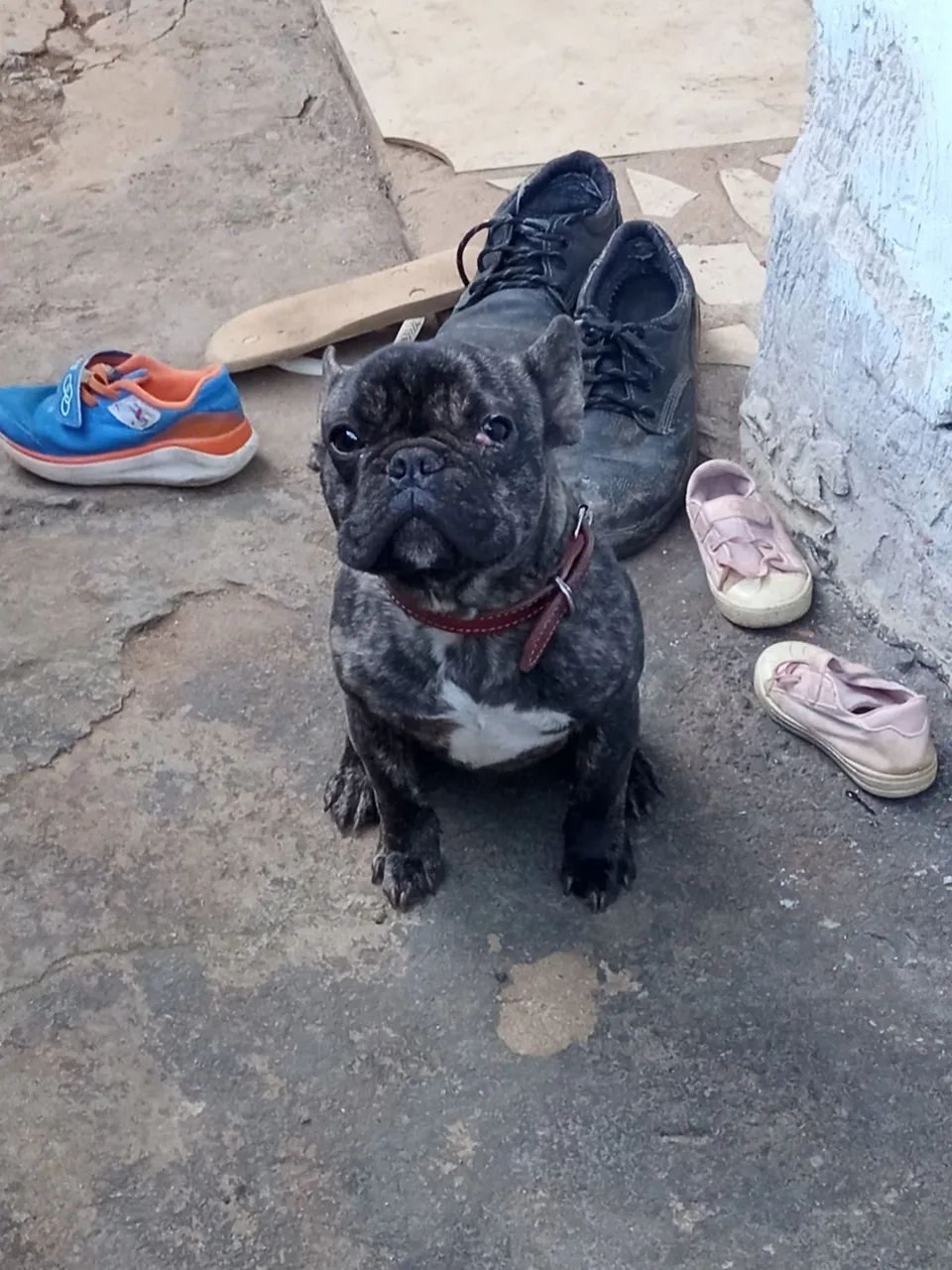 Bulldog francês 