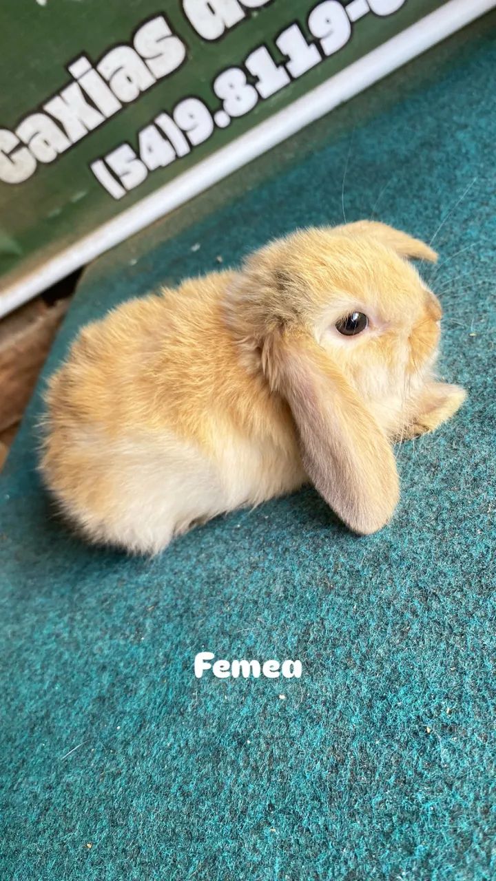 Coelhos mini lop  - Foto 3