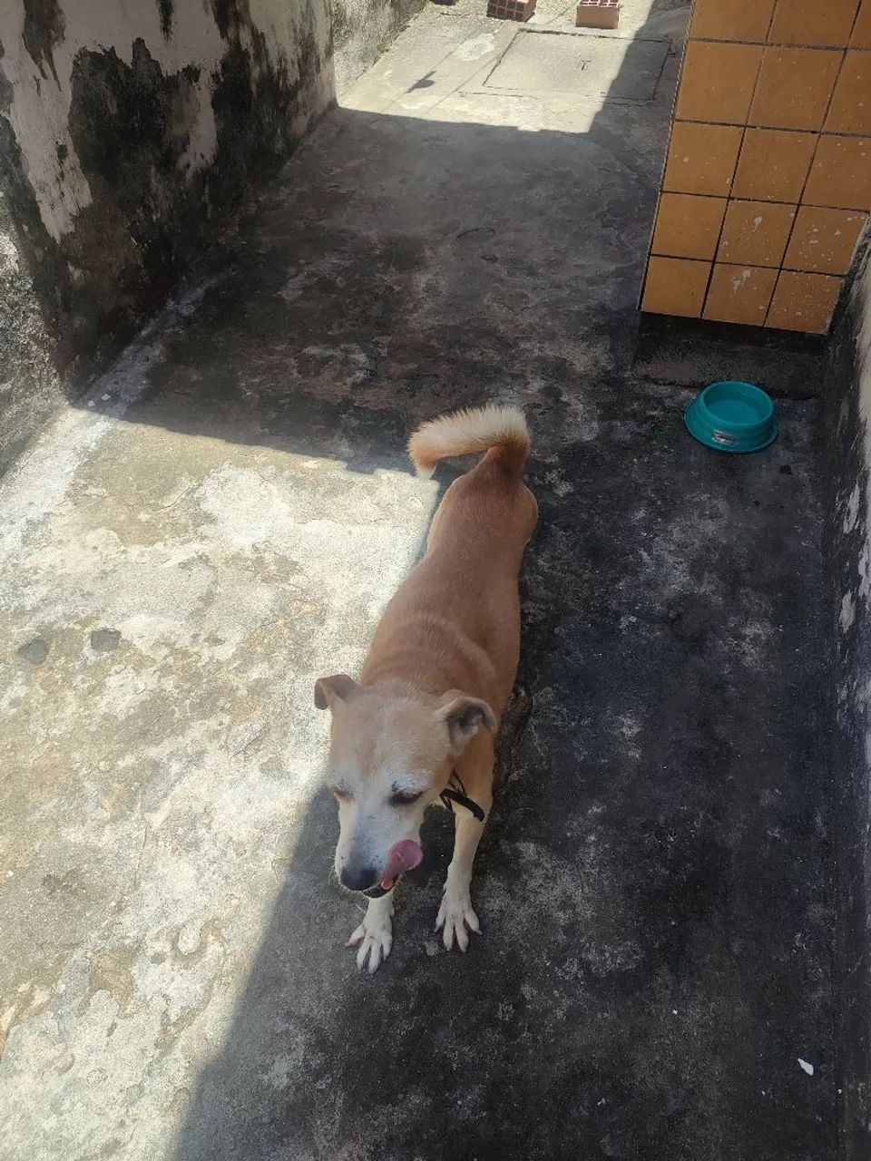 Cachorro vira-lata - Foto 3