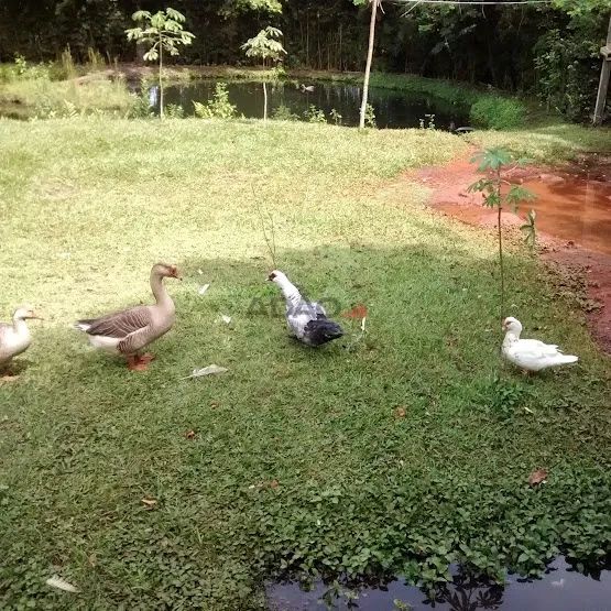 CHÁCARA PRÓXIMA AO CAMPOS SAMAMBAIA DA UFG - Foto 4
