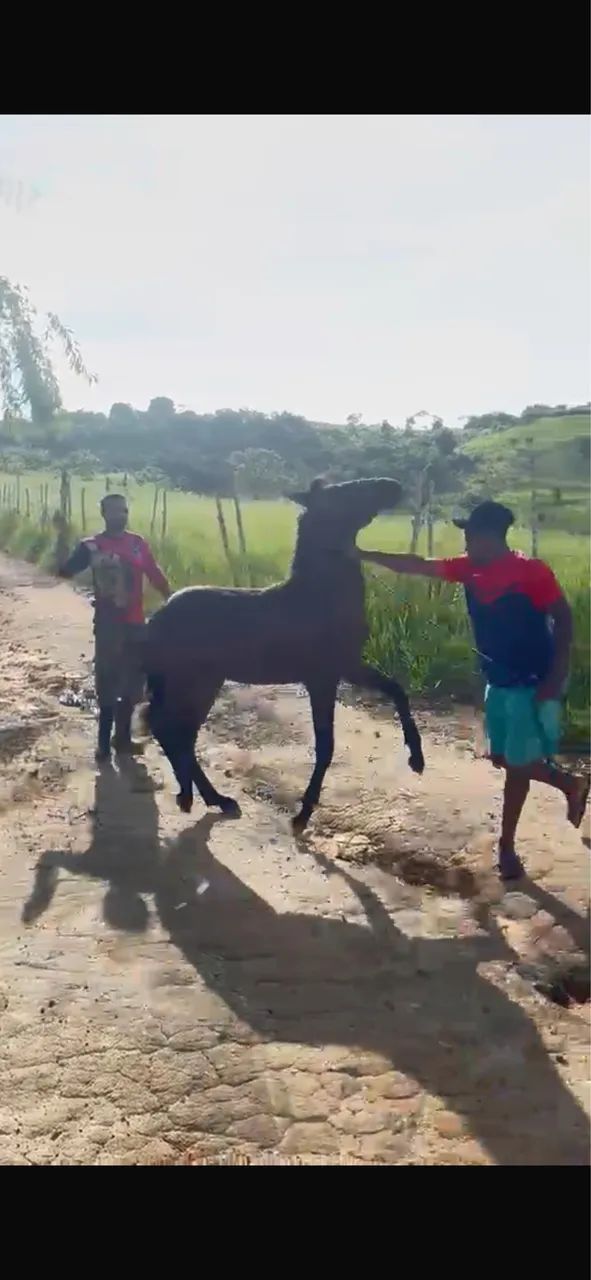 Potro mangalarga  - Foto 3
