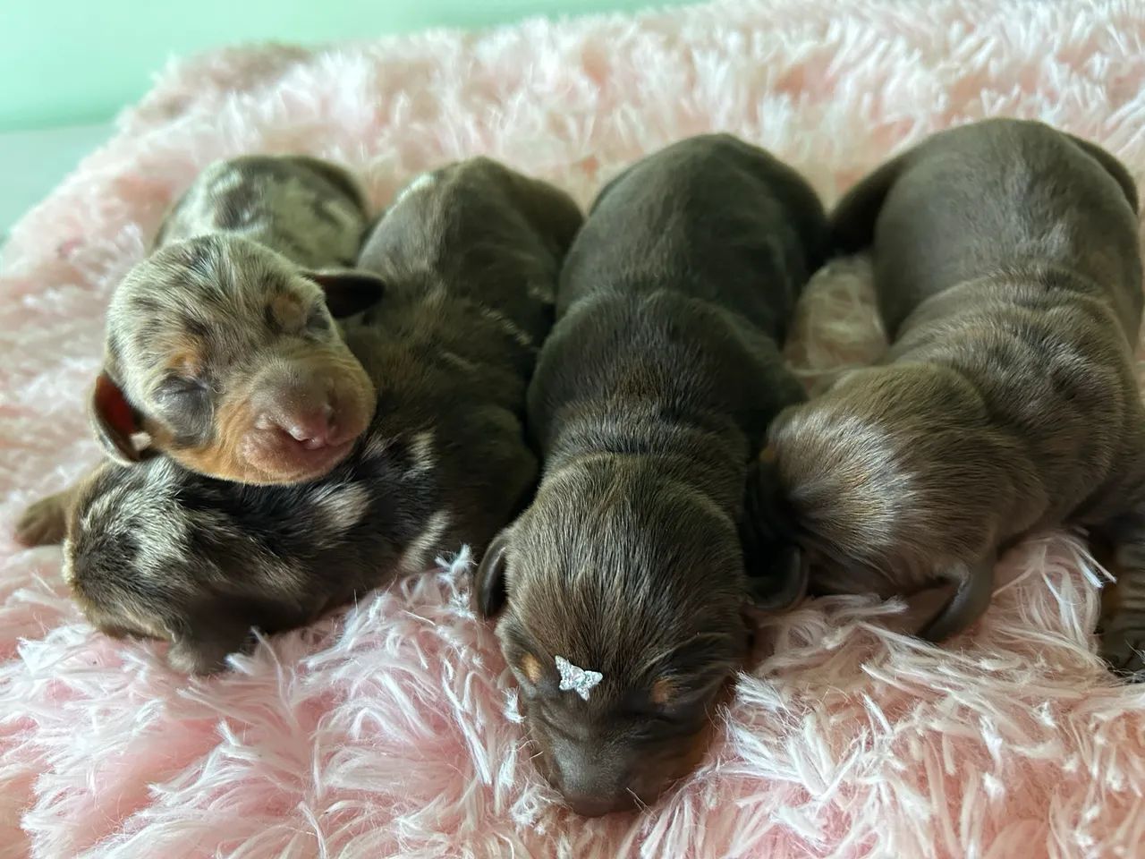 Dachshund Kanichen  - Foto 3
