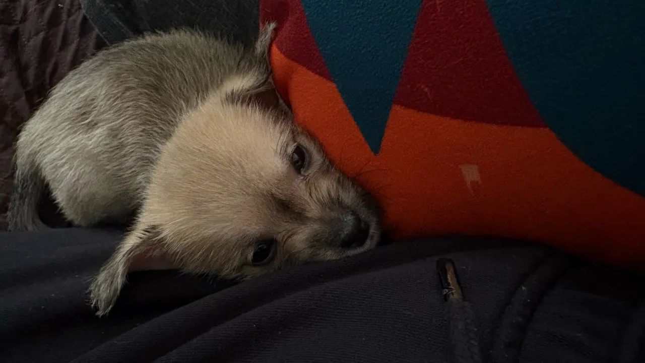 Doação de cachorrinhos - Foto 5
