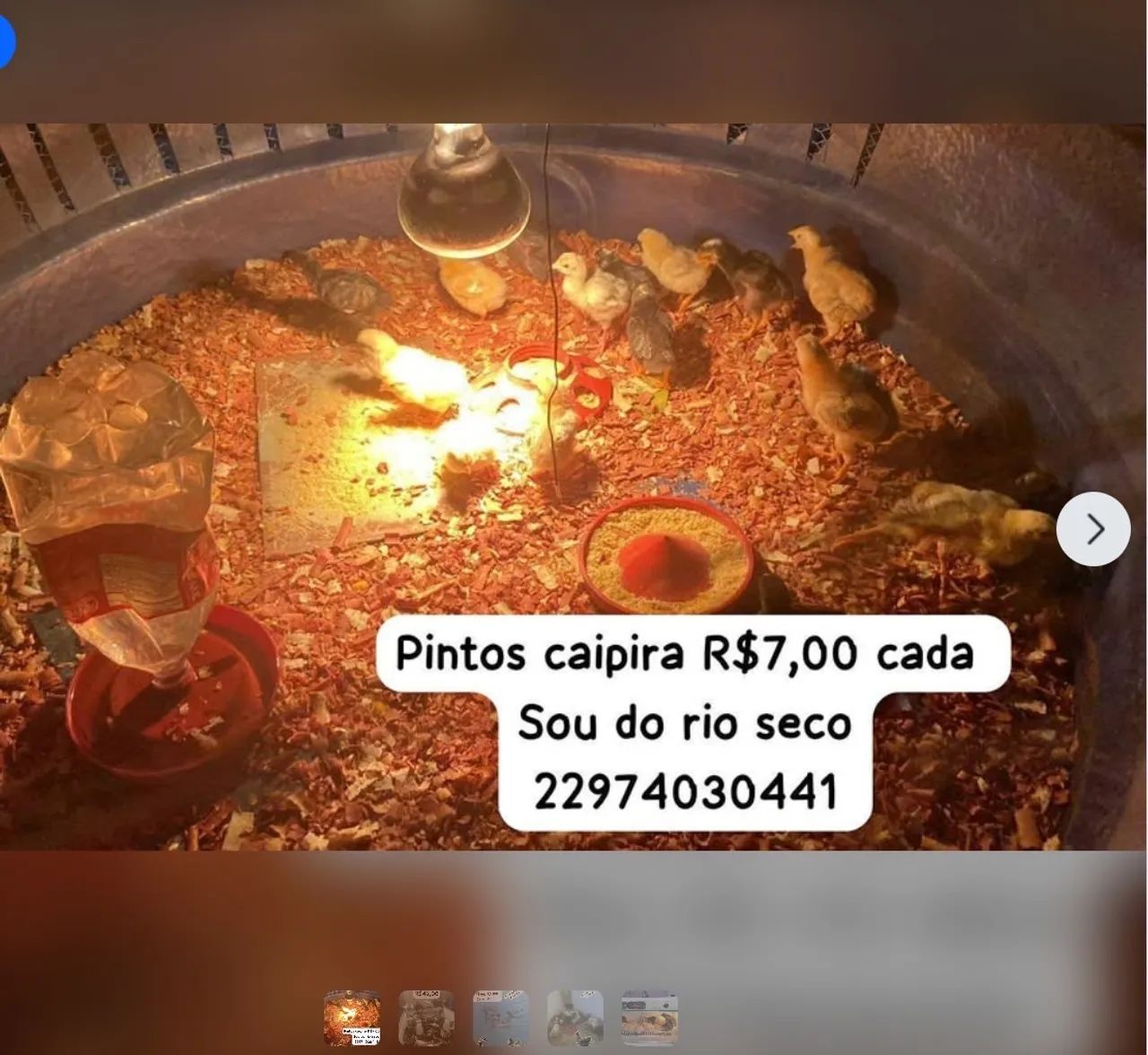 Galinha , pintos , frangas , marrecos , porquinhos da índia  - Foto 4