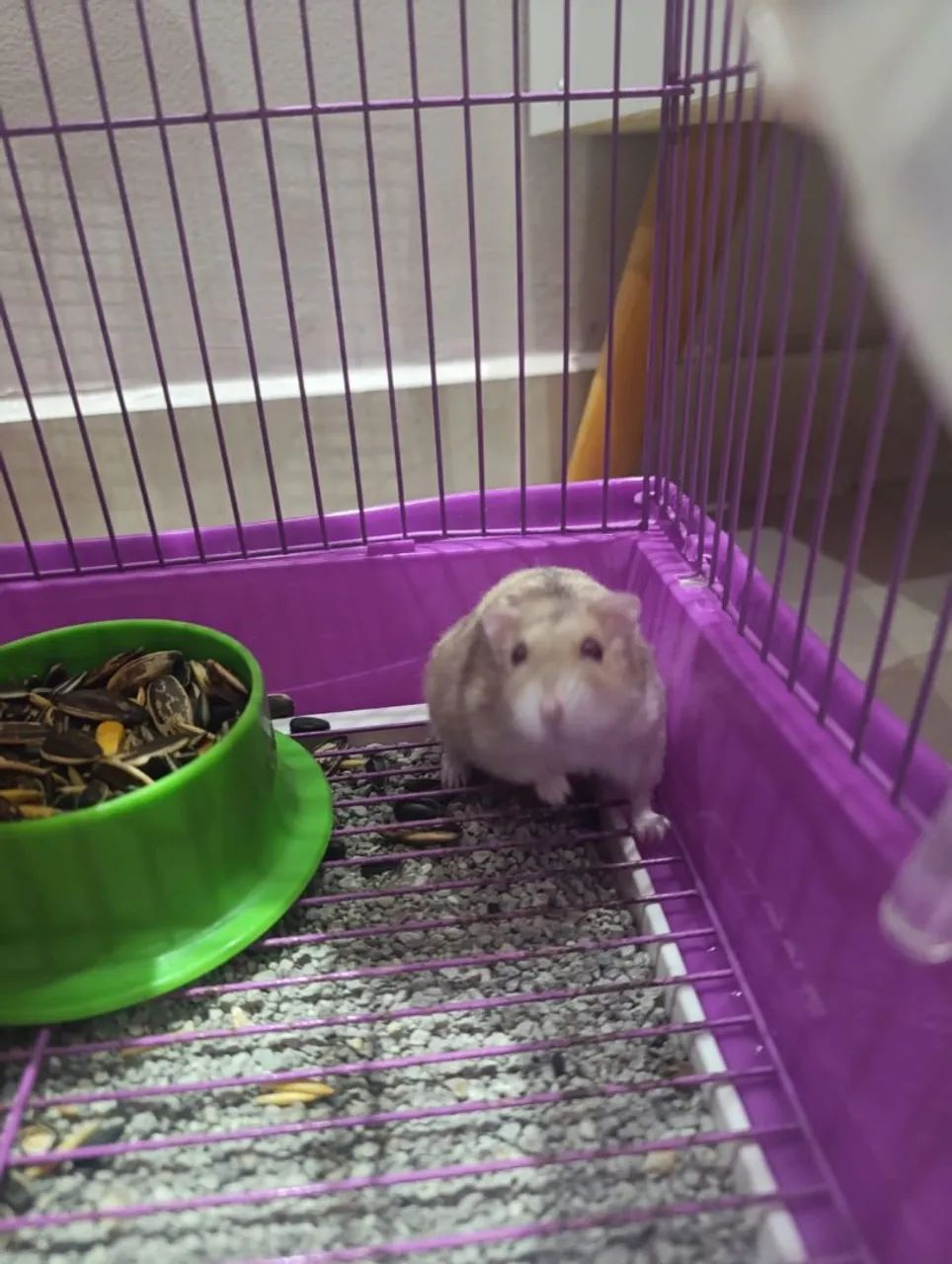 Hamster? 