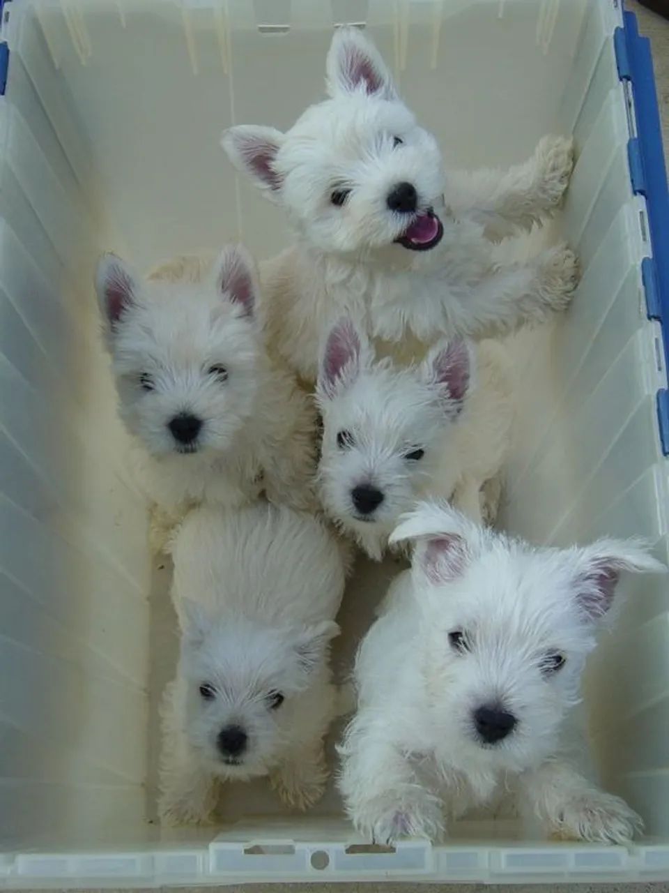 West Terrier 