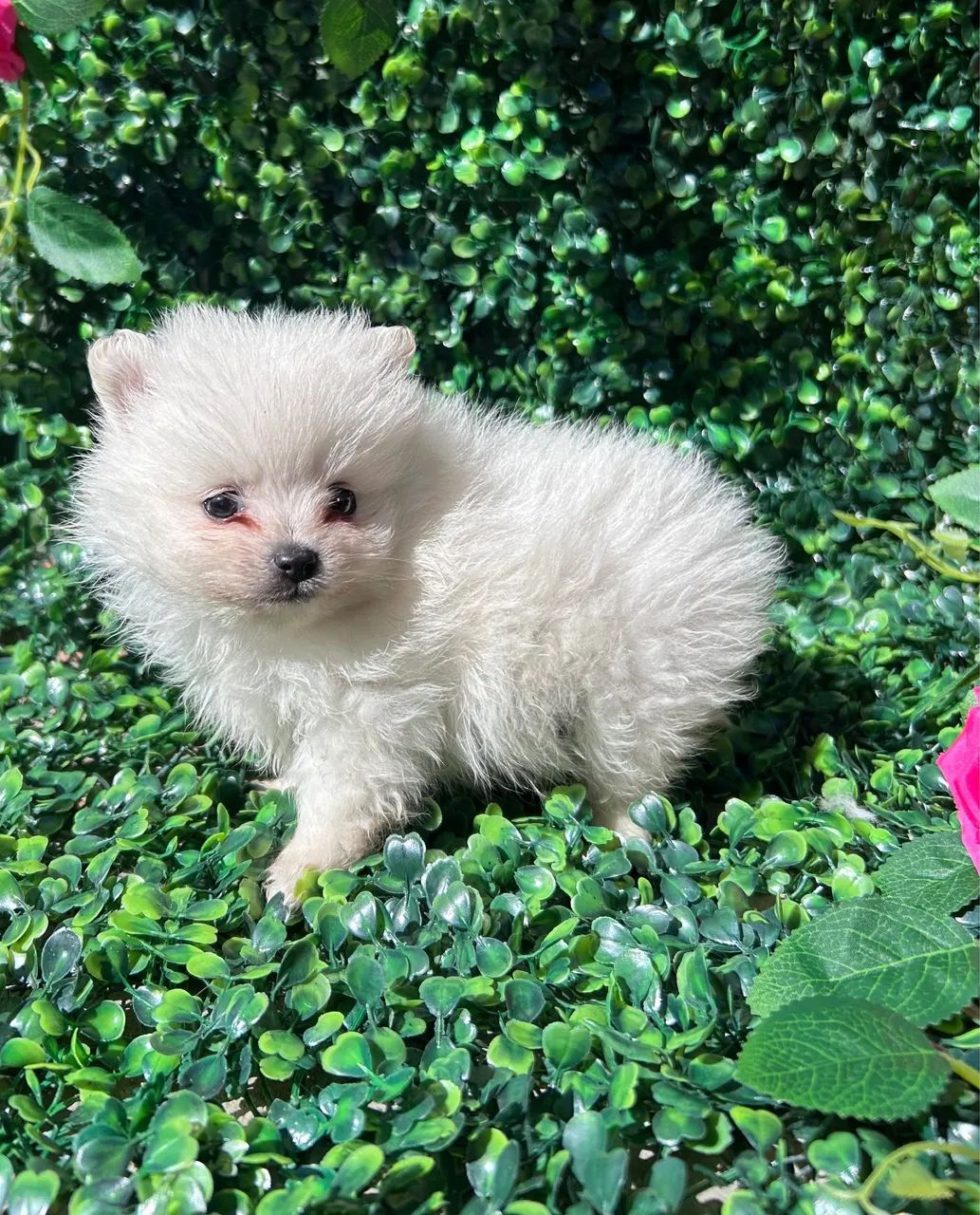 Spitz alemão macho mini 
