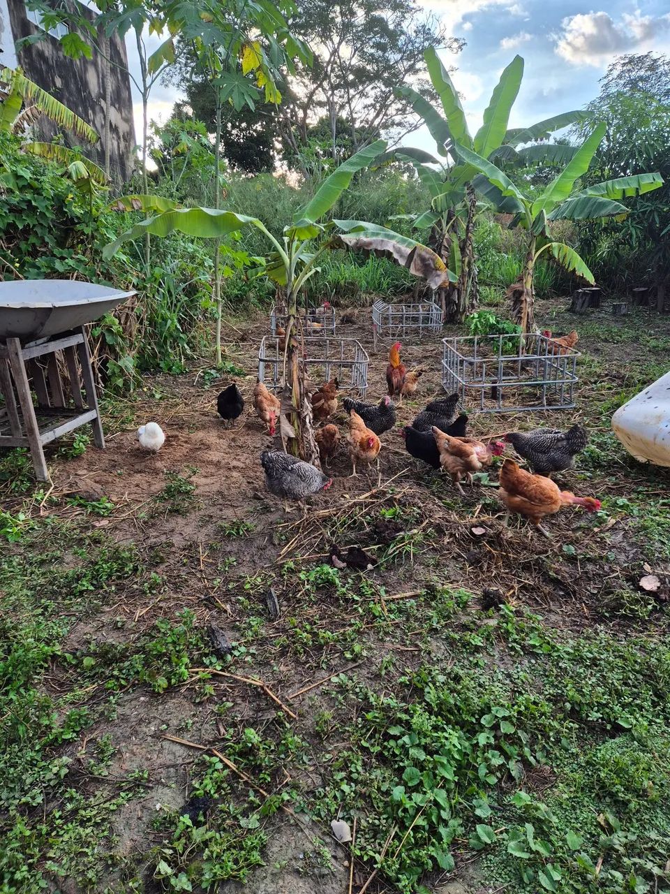 Galinhas - Foto 2