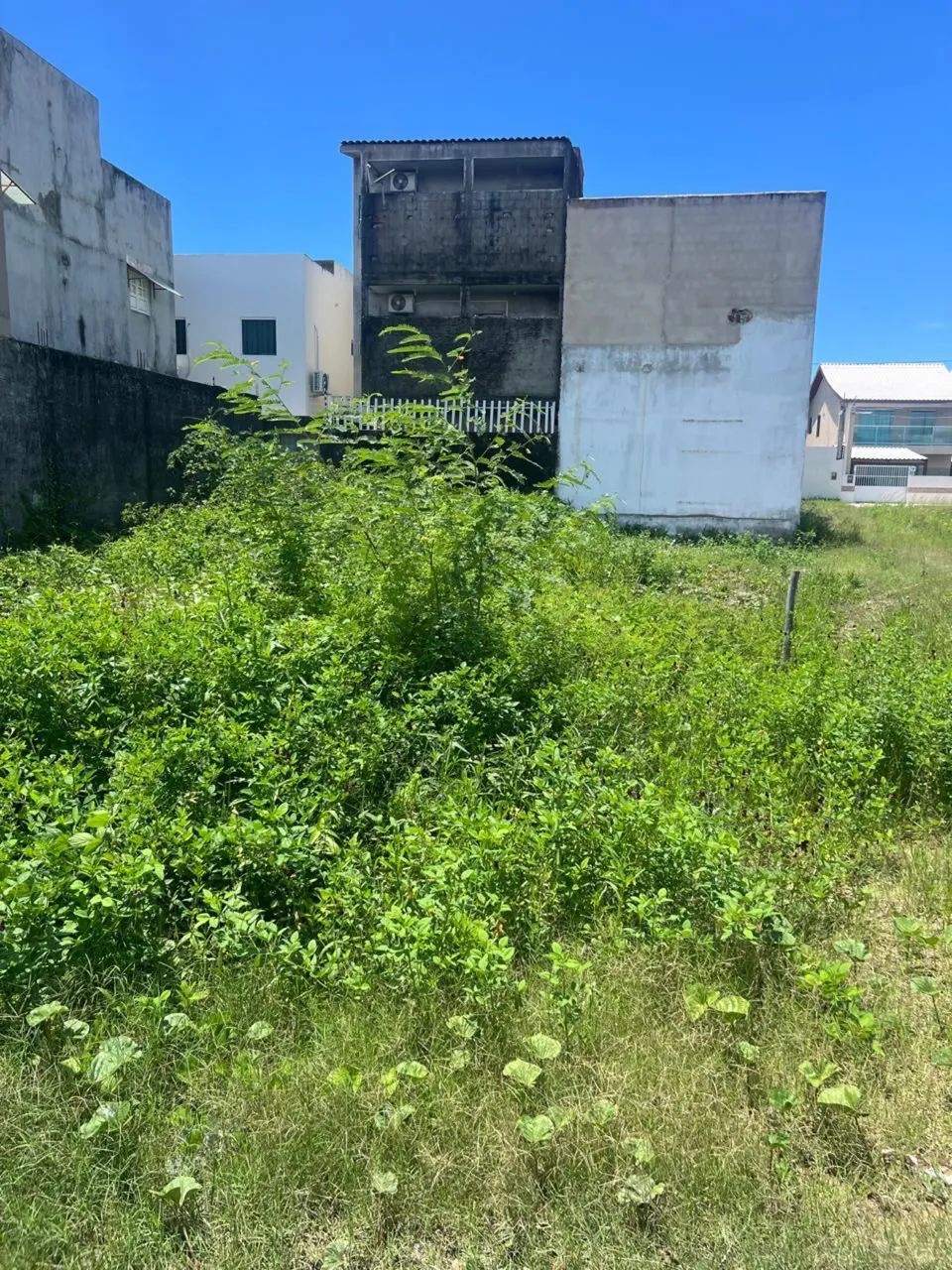 Foto - Tamandaré - 