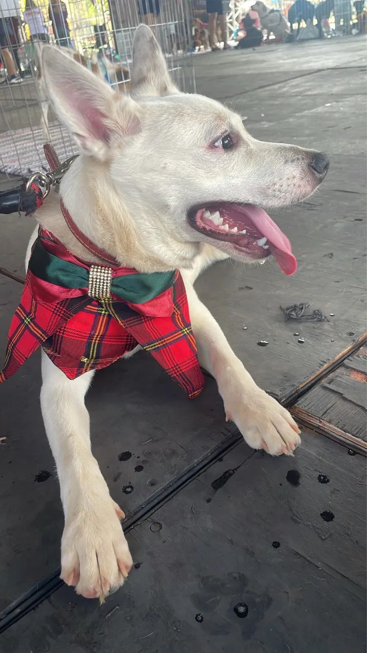 Cachorro para adoção  - Foto 2