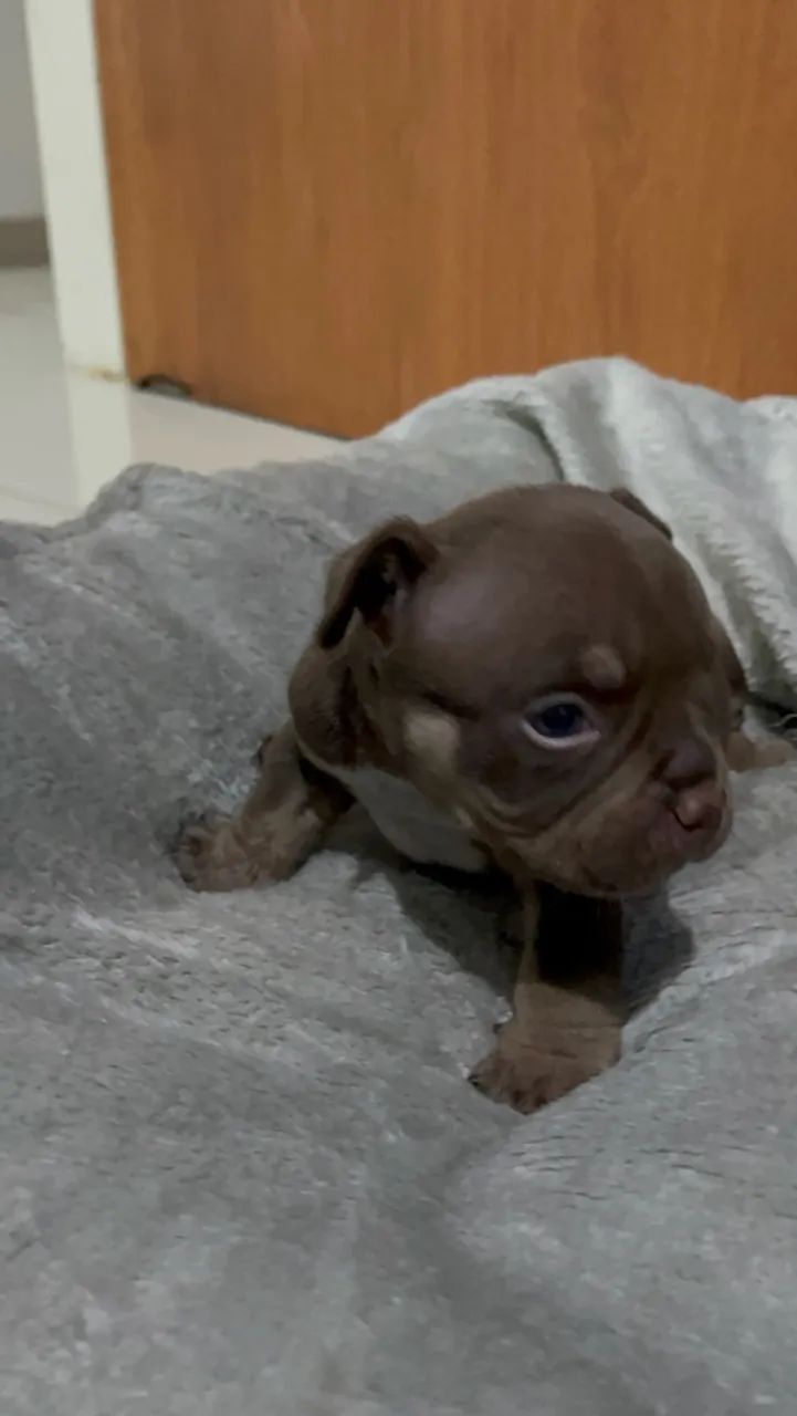 American bully  - Foto 5