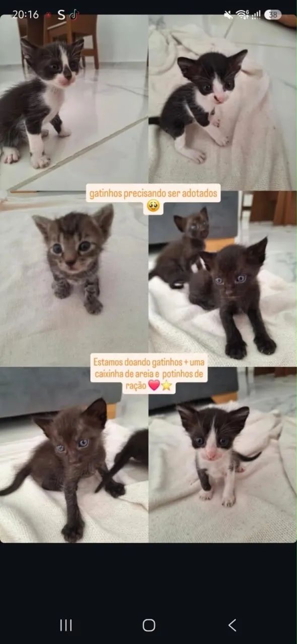 Doando gatinhos 