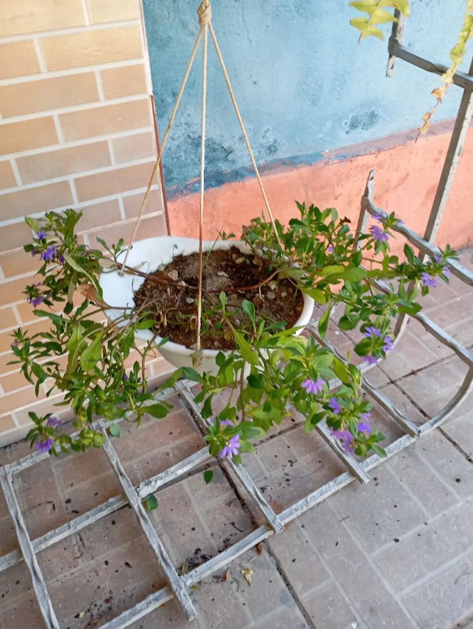Sementes e plantas  - Foto 6