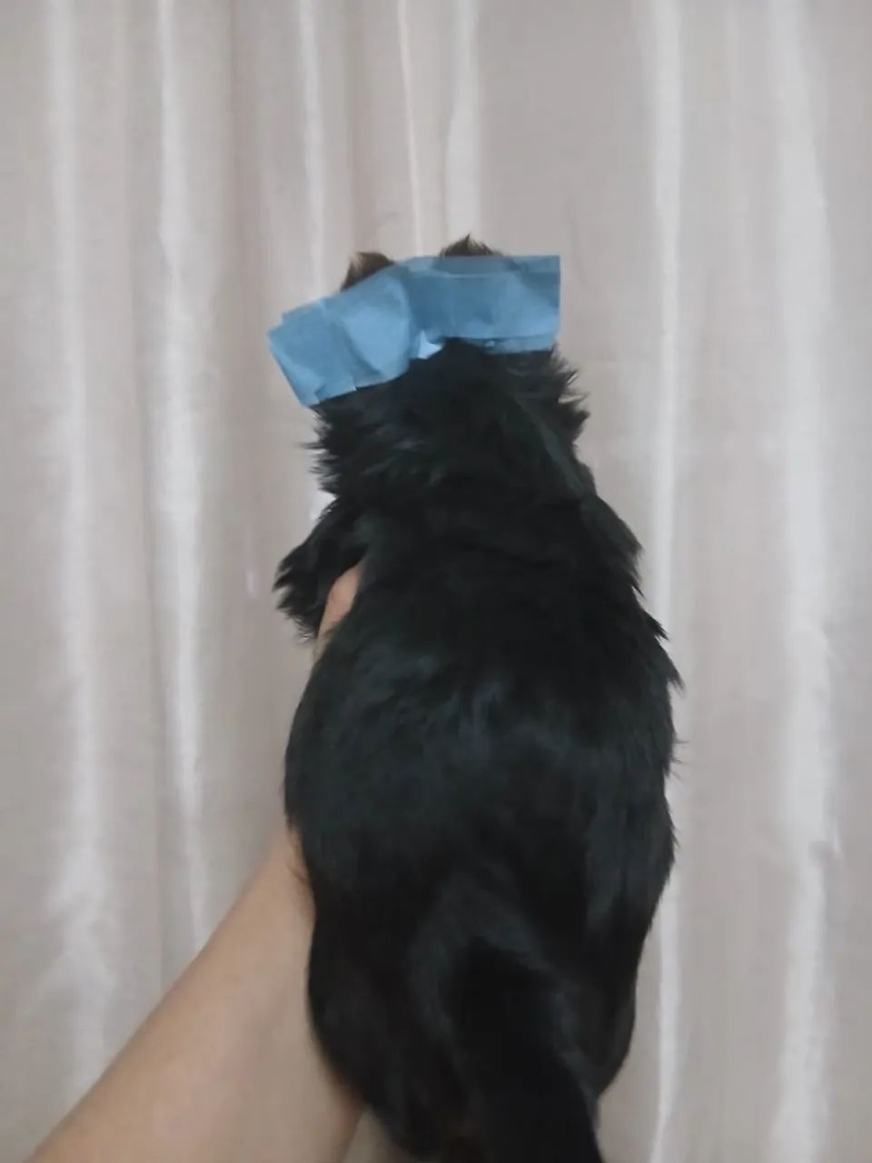Yorkshire Terrier macho - Foto 2