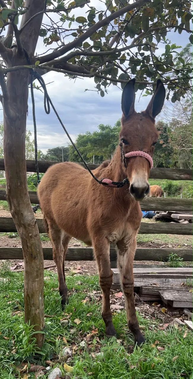 Burro - Foto 4