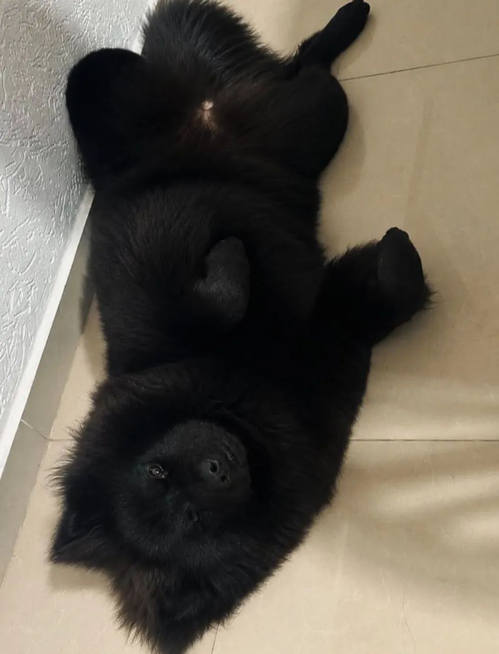 Chowchow filhote de alta qualidade