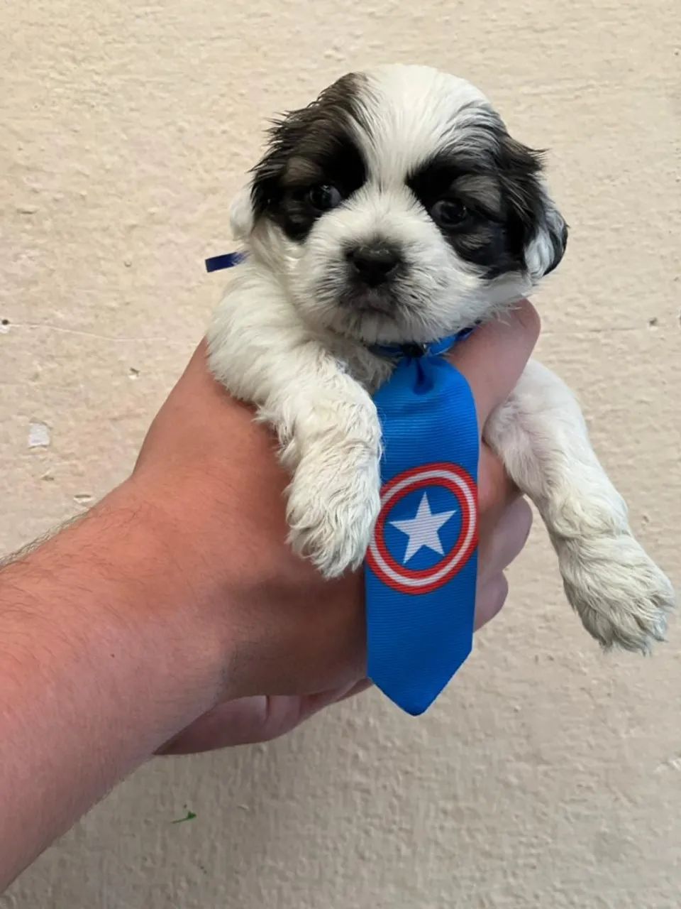 Shih Tzu com Excelente Temperamento - Foto 2