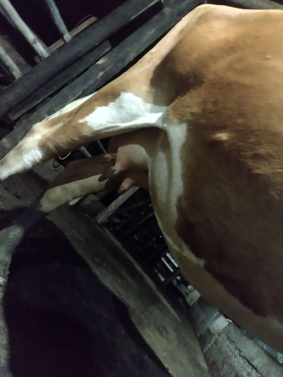 Vaca - Foto 4