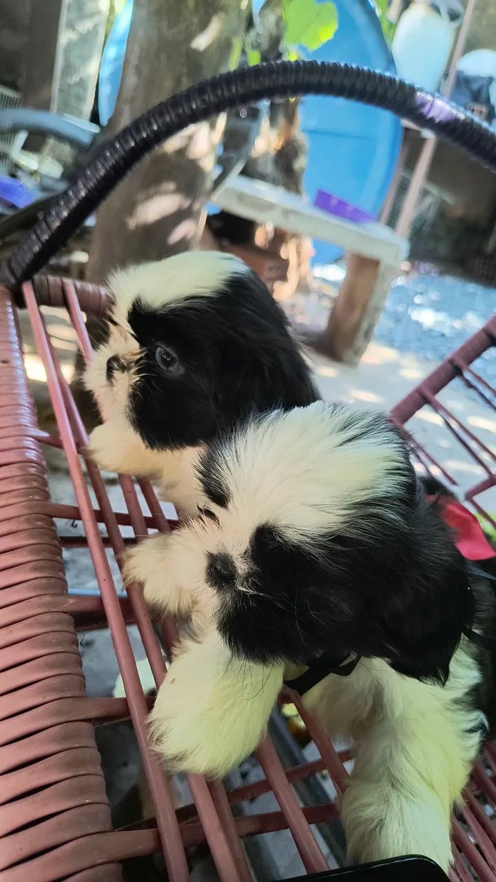 Shitzu mini Disponível  - Foto 4