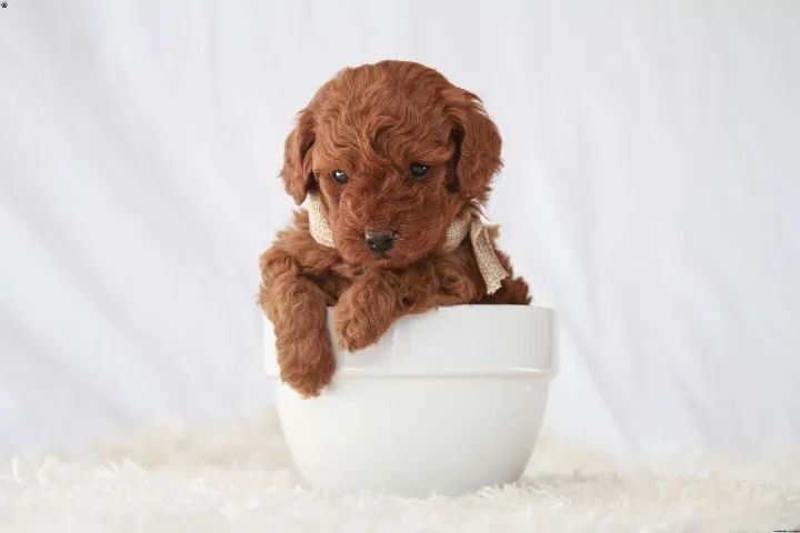 Poodle - Últimos | Chamar Já - Foto 2