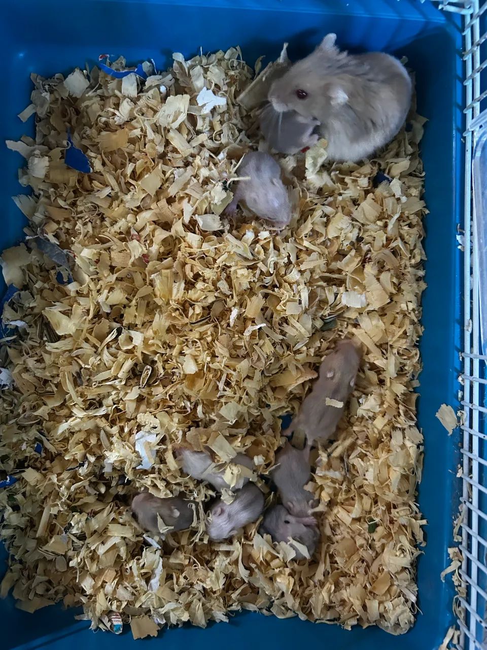 Filhotes de hamster 