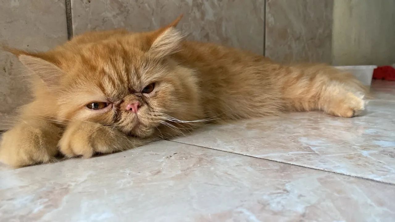 Gatinhas persa  - Foto 2