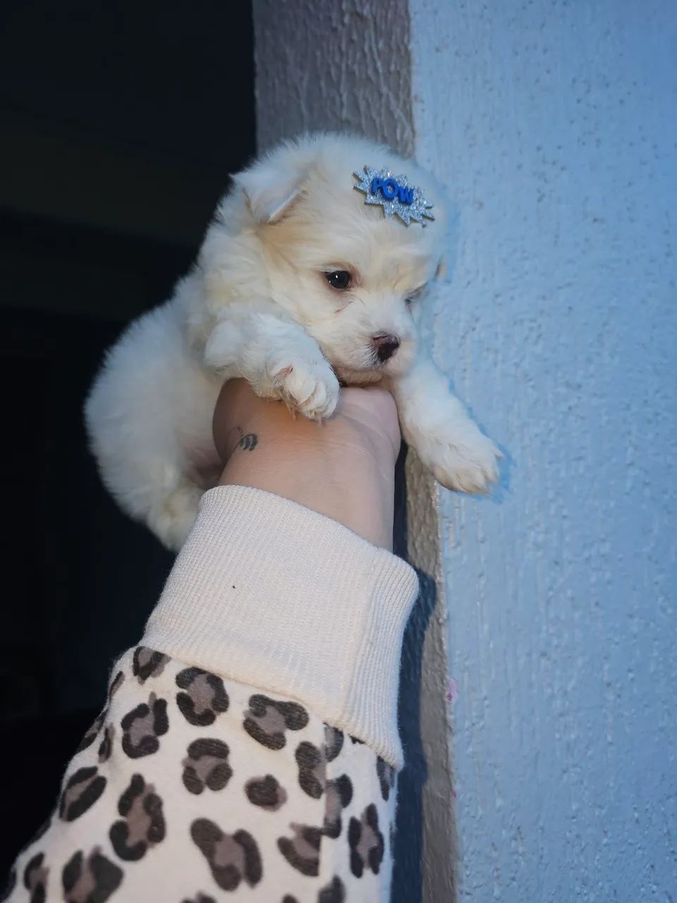 Maltês macho mini a pronta entrega  - Foto 3