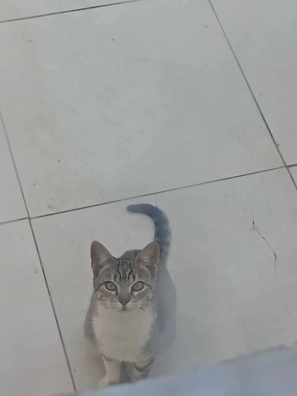 Doação de uma linda gatinha - Foto 4