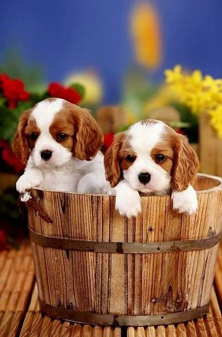 Cavalier King Charles