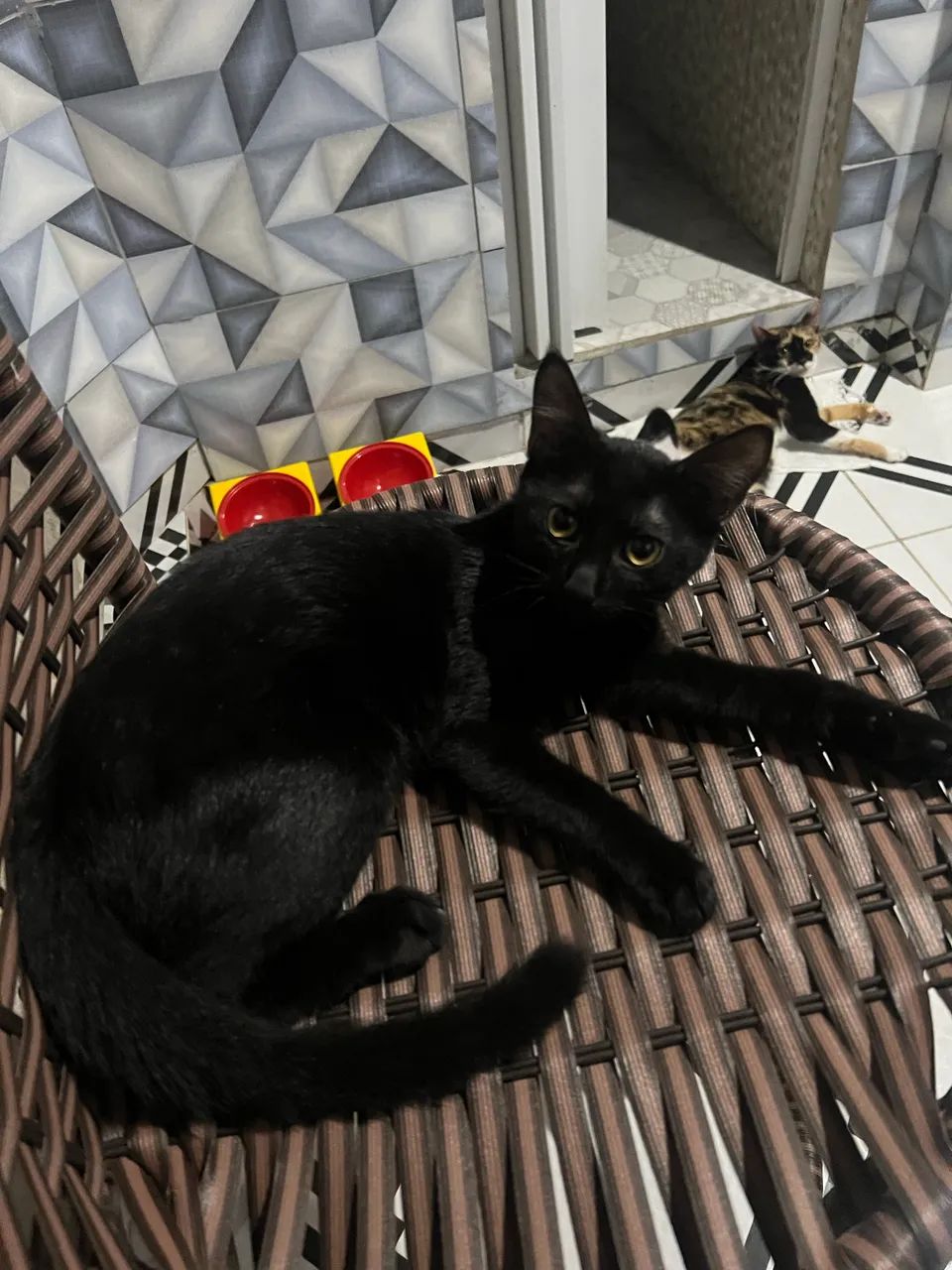 Gatos  - Foto 3