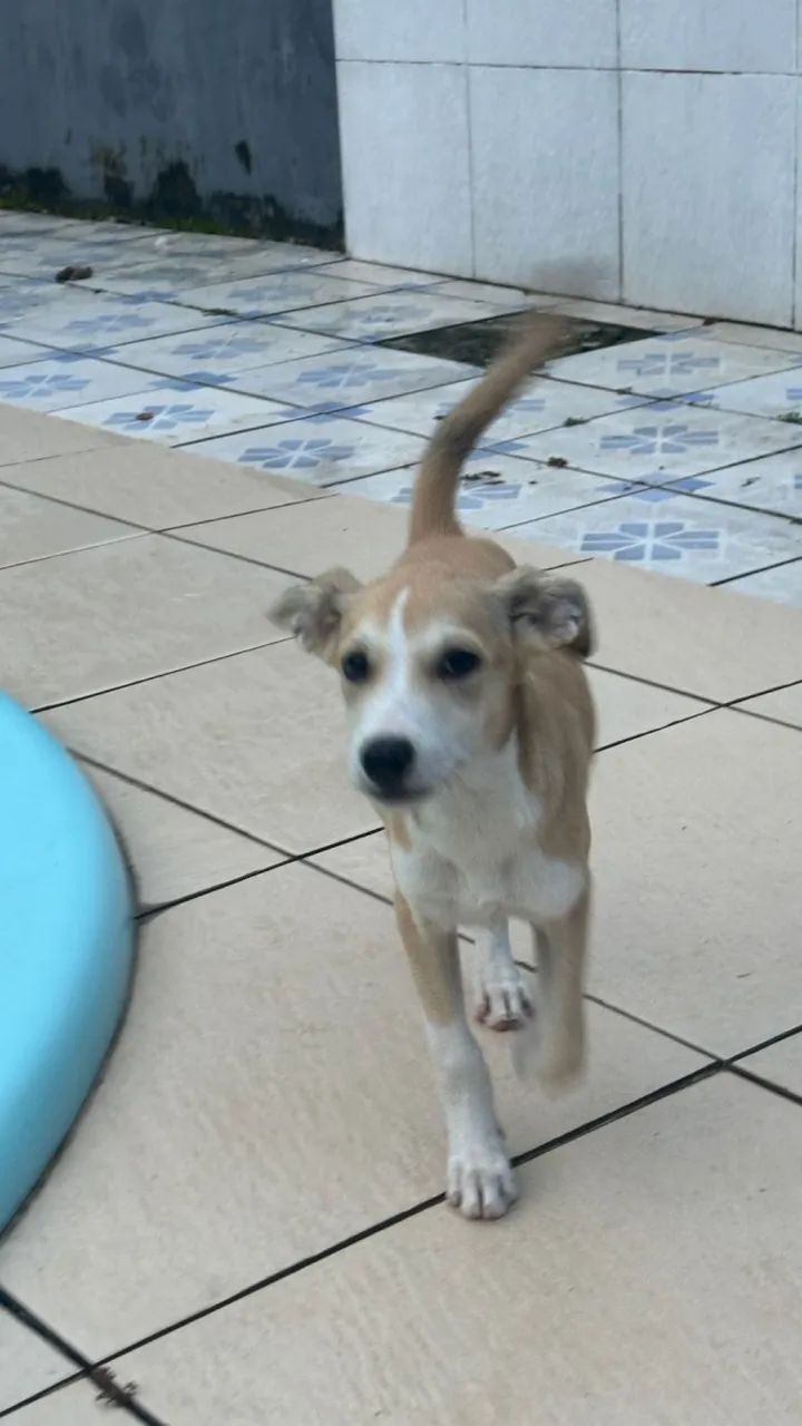 Doação  - Foto 3