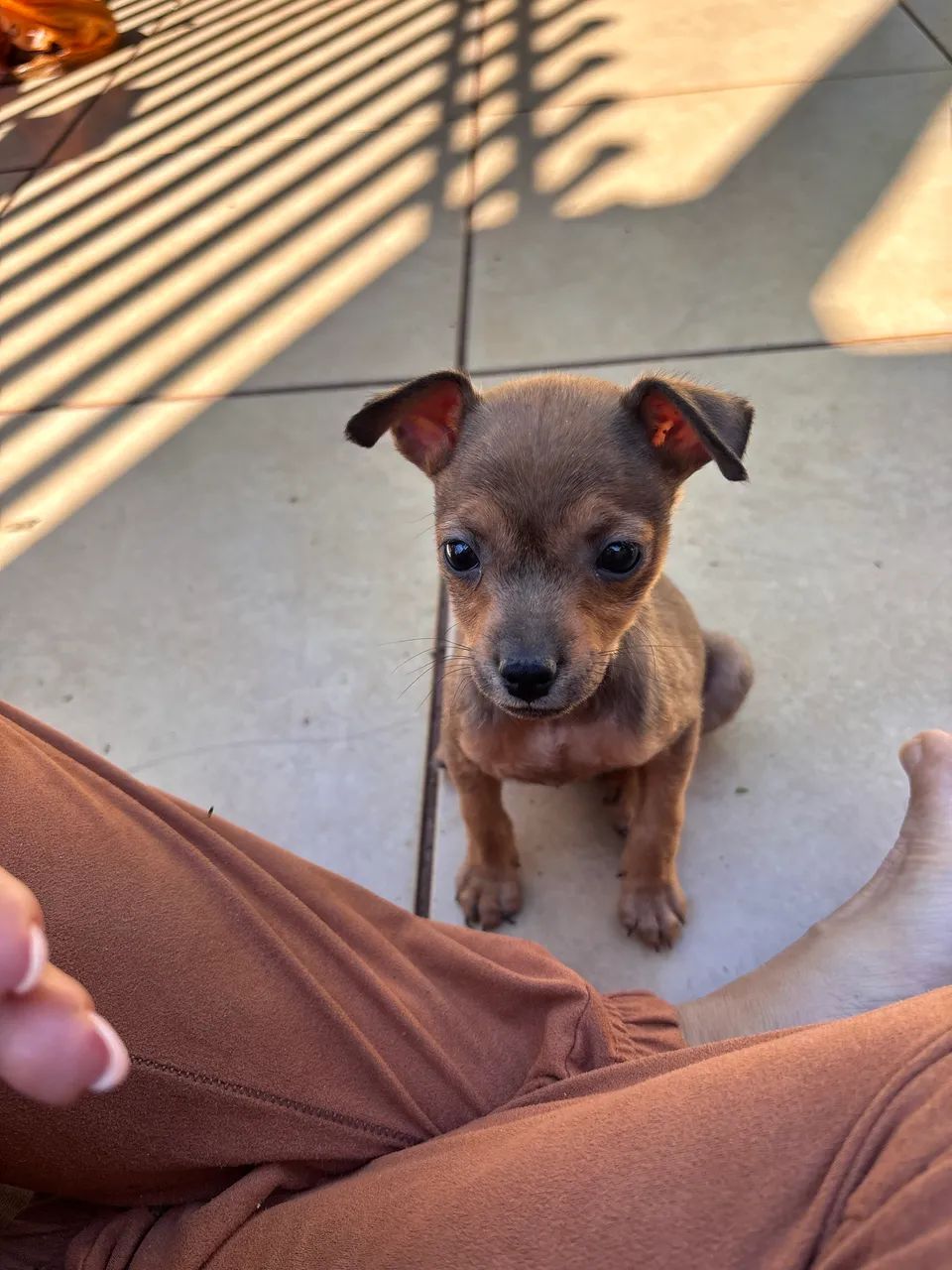 Vendo Pinscher  - Foto 4