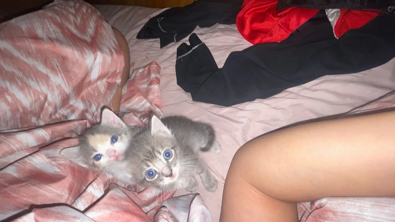 Gatinhos Filhotes - Foto 6