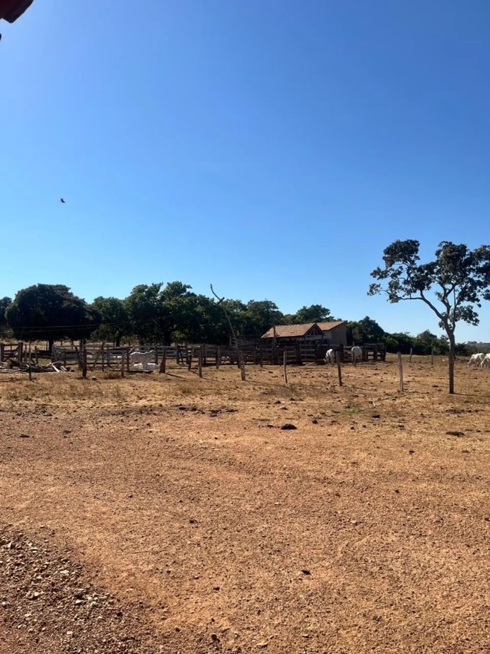 Fazenda 22 alqueires Duere To - Foto 2
