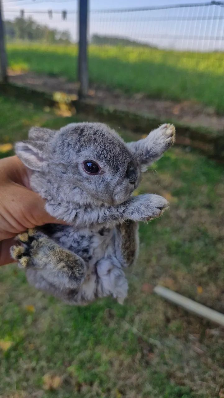 Filhotes de coelhos - Foto 4