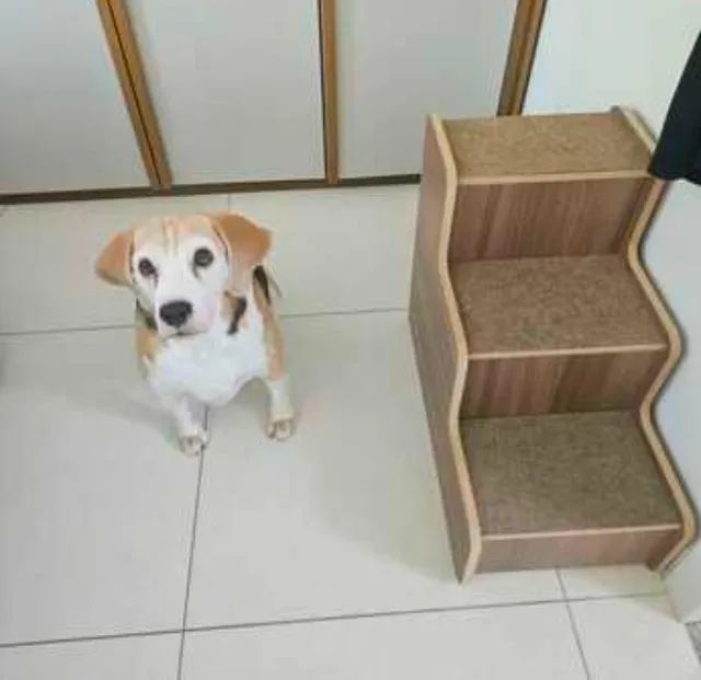 Escada para pet - Foto 2