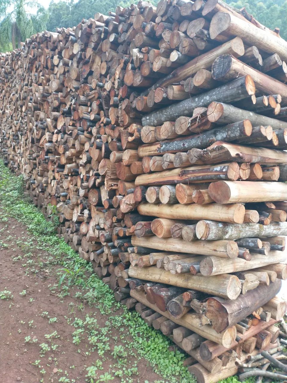 150 metros de lenha de acácia  - Foto 2