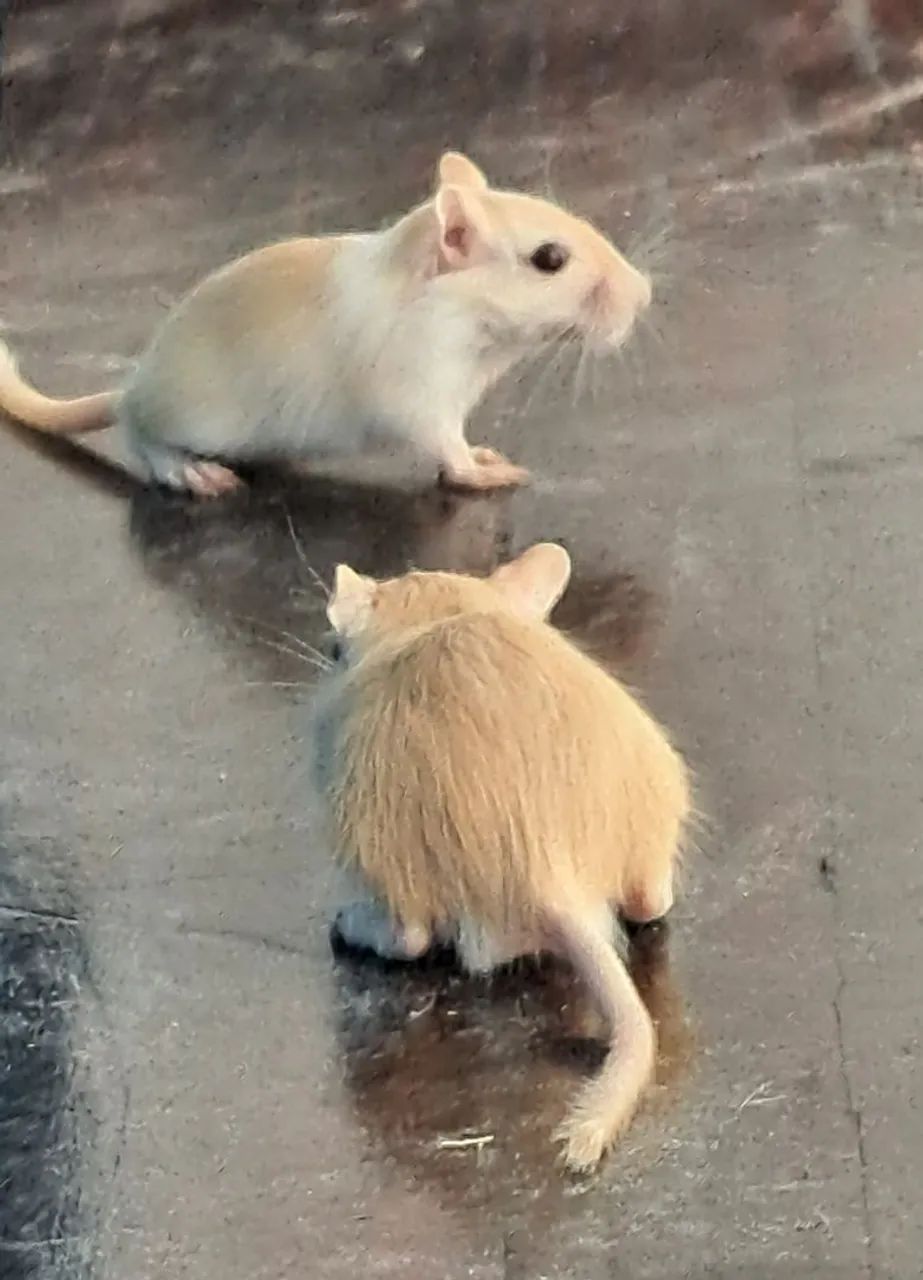 Esquilo da mongolia Gerbil - Foto 2