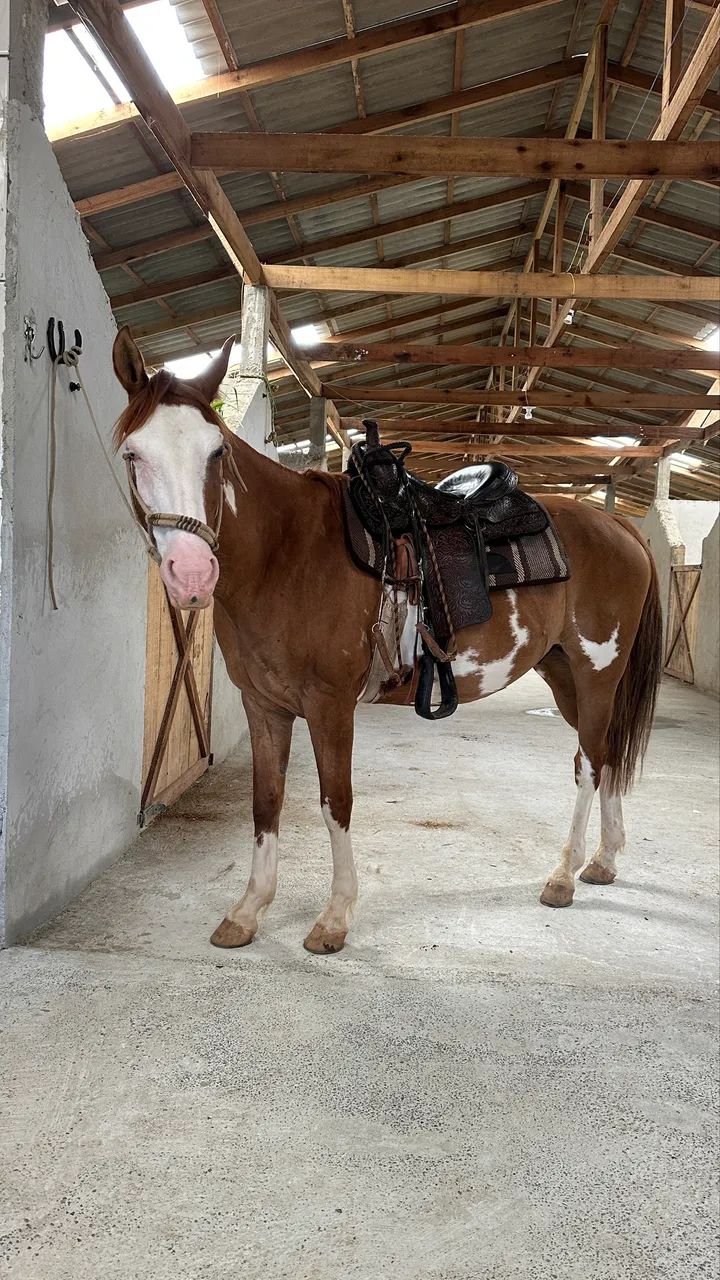 Cavalo Paint Horse - Foto 2