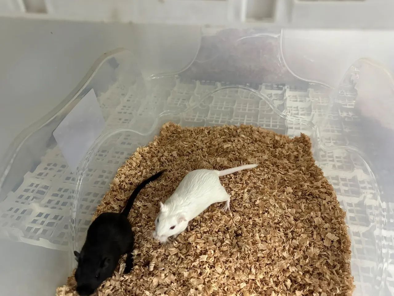 GERBIL CASAL - Foto 4
