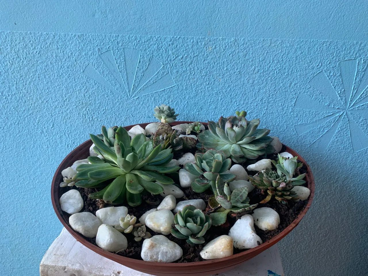 Planta para sua casa - Foto 4