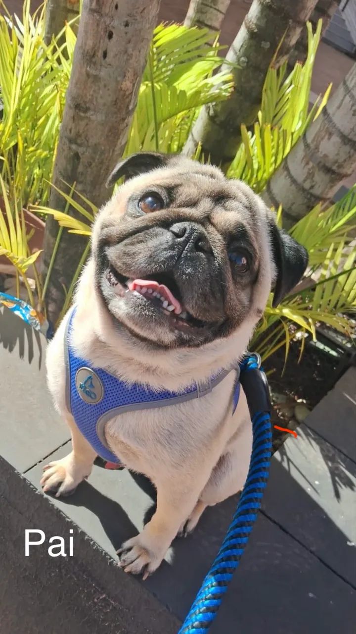 Filhotes de pug - Foto 5