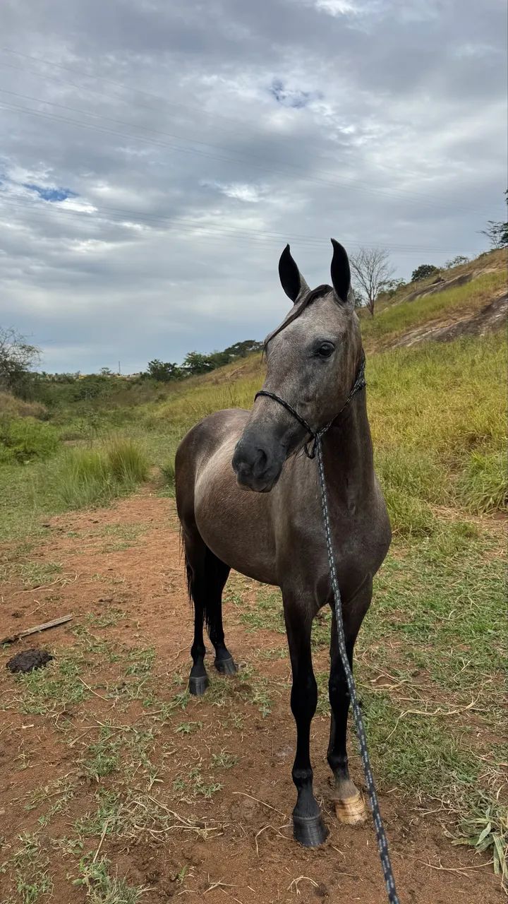 Potro/cavalo - Foto 4
