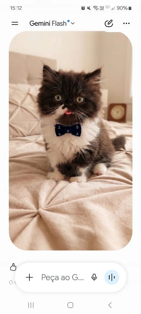 Gato persa 2meses,vermifugado e vacinado. Pais no local Testado fiv/felv negativo