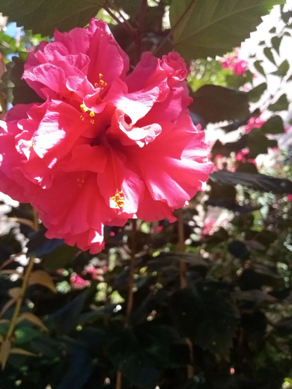 Hibisco  - Foto 3