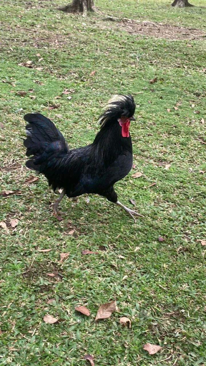 Galo Polones 