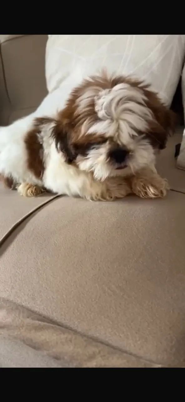 Cachorro  - Foto 2