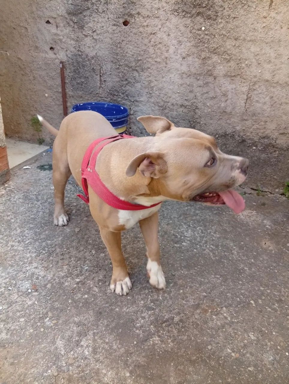Vendo Pit bul 