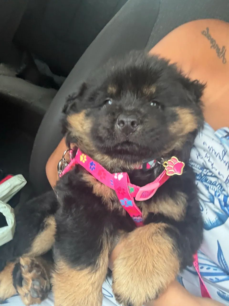 Cachorra - Foto 4