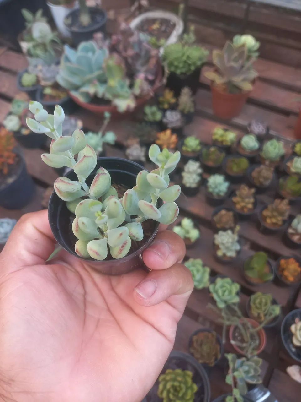 Suculentas pote 6 - Foto 2